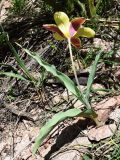 Tulipa tschimganica