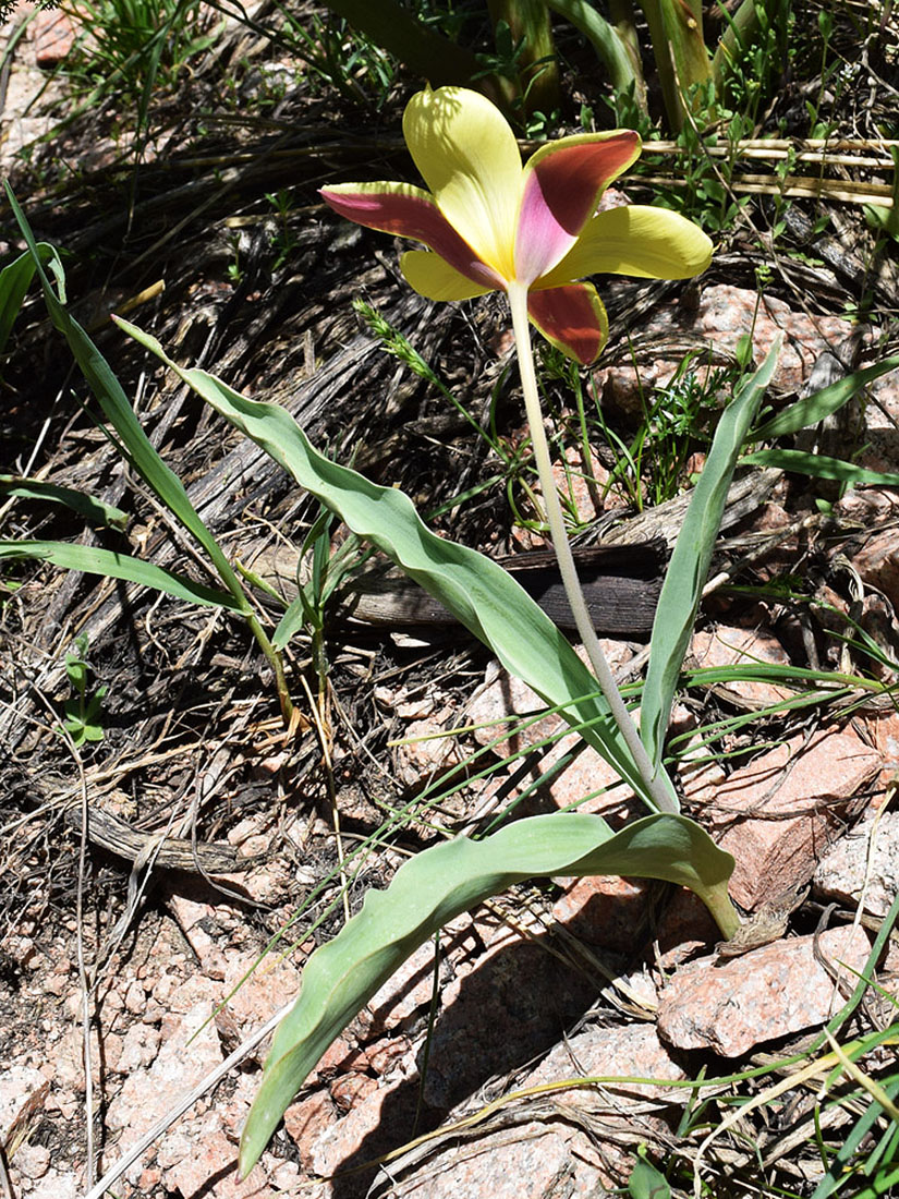 Изображение особи Tulipa tschimganica.