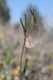 View full-size image Lathyrus saxatilis