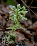 View full-size image Petasites albus