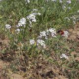 View full-size image Neotorularia contortuplicata