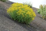 Смотреть изображение Senecio sosnovskyi