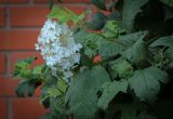 Смотреть изображение Viburnum opulus