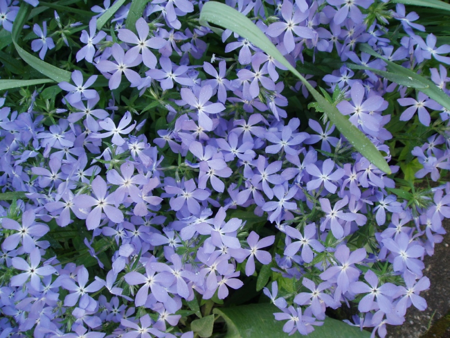 Изображение особи Phlox divaricata.