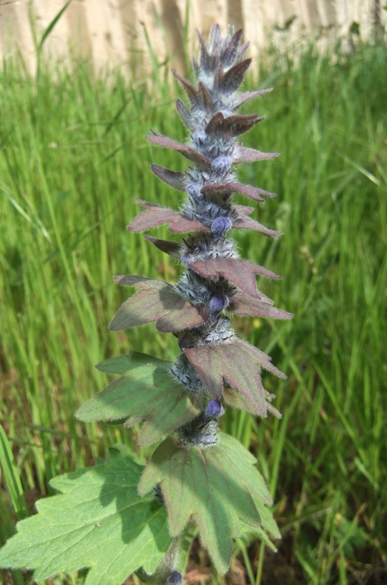 Image of Ajuga genevensis specimen.