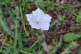 View full-size image Convolvulus pilosellifolius