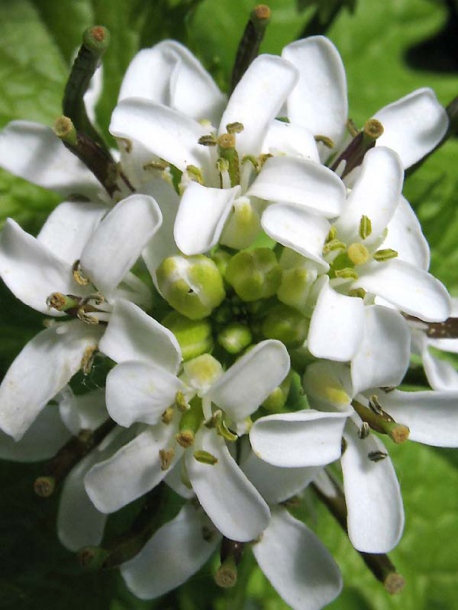 Image of Alliaria petiolata specimen.