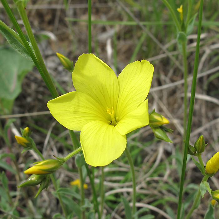 Image of Linum czernjajevii specimen.