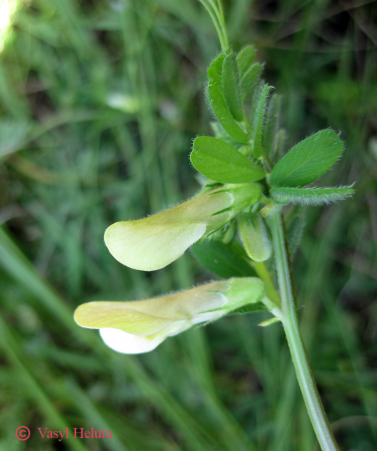 Image of Vicia hybrida specimen.