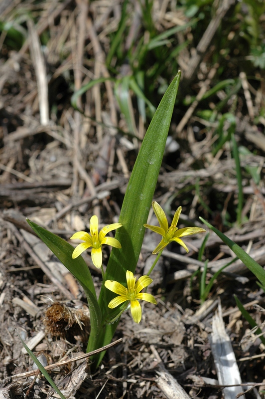 Изображение особи Gagea lowariensis.