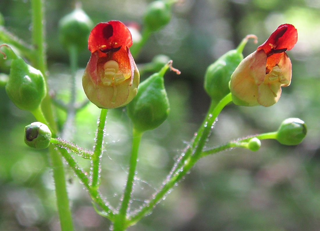 Изображение особи Scrophularia nodosa.