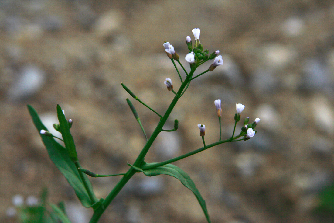 Image of Goldbachia torulosa specimen.