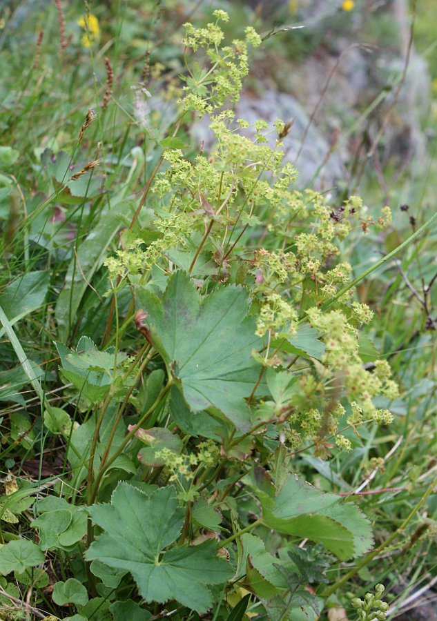 Image of Alchemilla murbeckiana specimen.