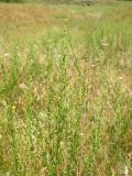 Artemisia campestris. Верхняя часть растения. Курская обл., Горшеченский р-н, окр. дер. Болото, боровая терраса р. Убля. 29.07.2007.