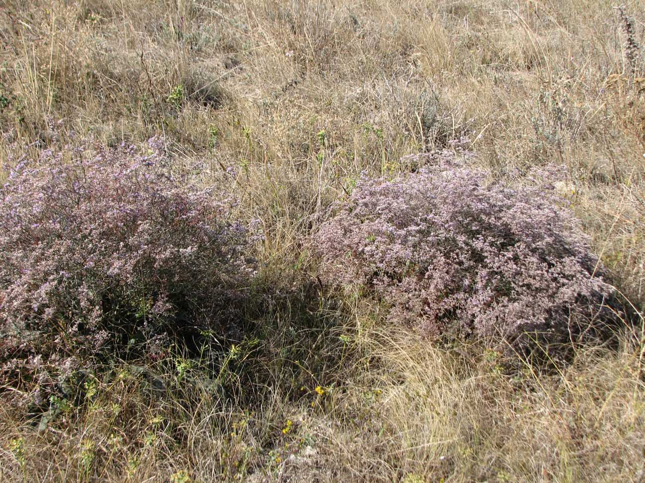 Изображение особи род Limonium.