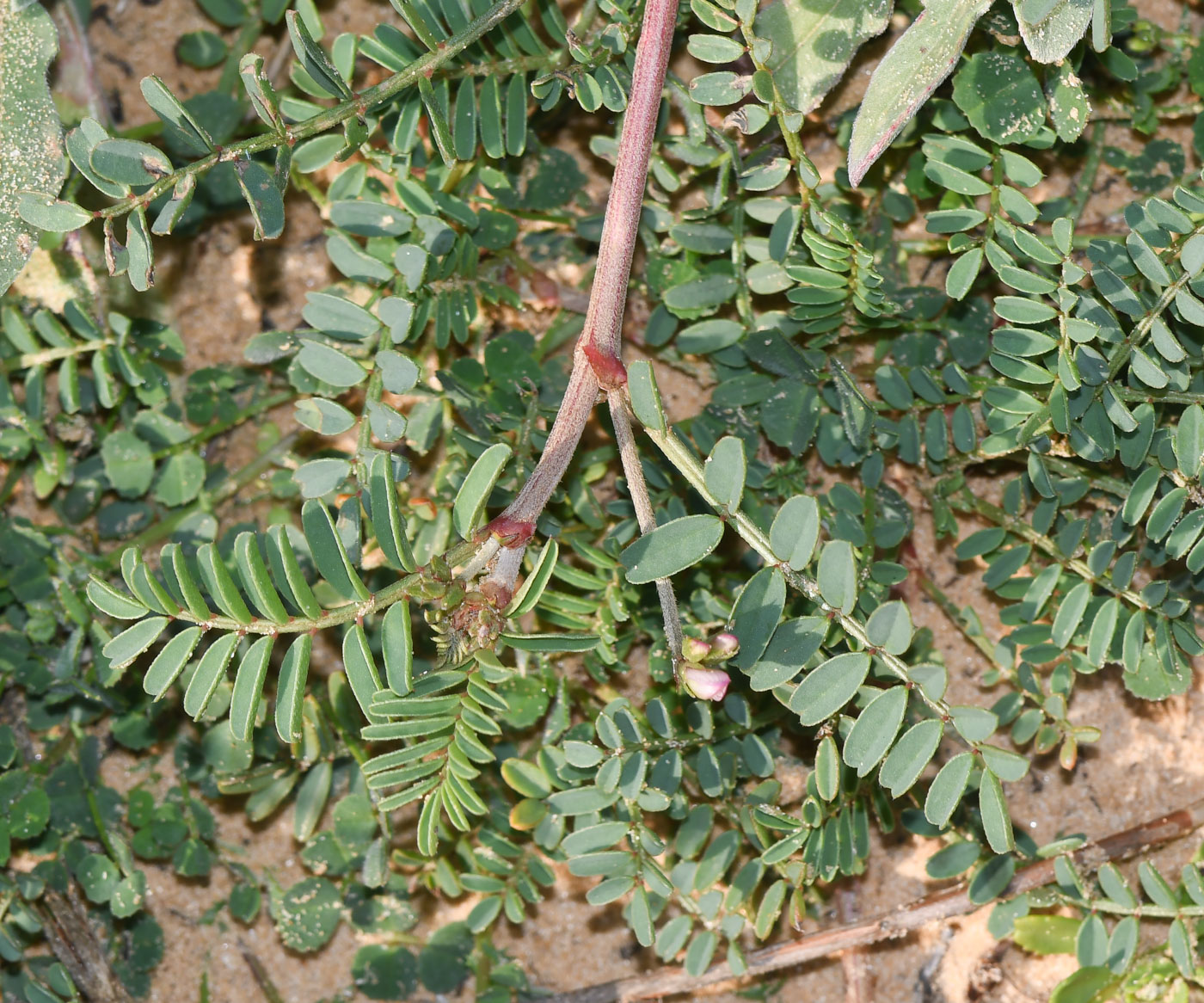 Image of Hedysarum spinosissimum specimen.