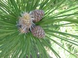 Pinus pallasiana