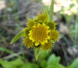 Tephroseris integrifolia