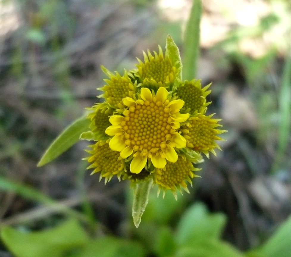 Image of Tephroseris integrifolia specimen.