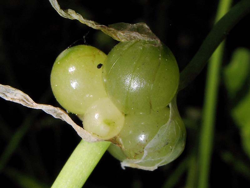 Image of Allium paradoxum specimen.