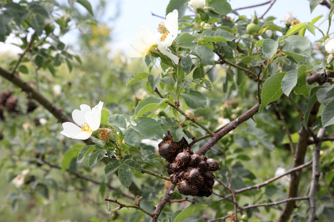 Image of Rosa achburensis specimen.