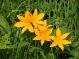 View full-size image Hemerocallis middendorffii