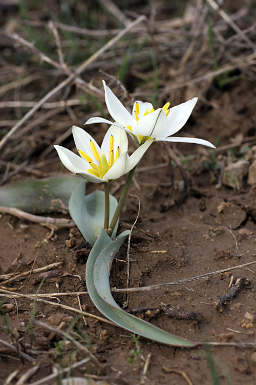 Изображение особи Tulipa bifloriformis.