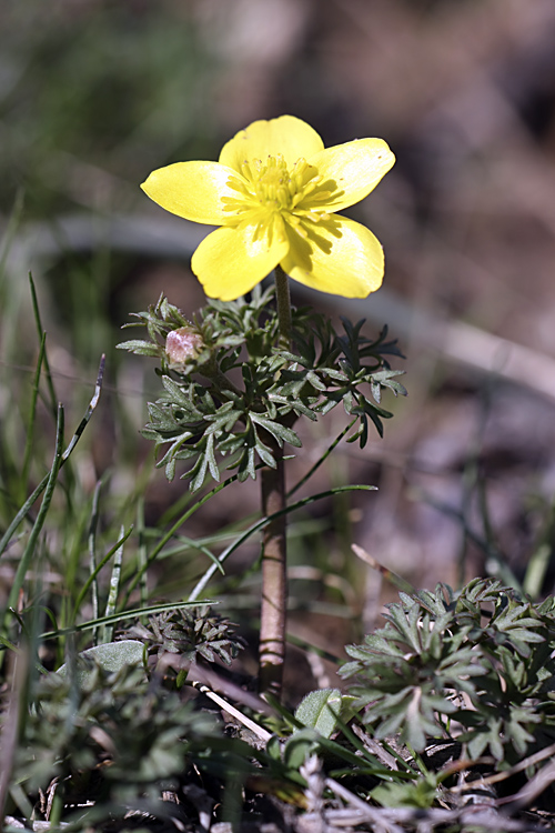 Изображение особи Anemone gortschakowii.