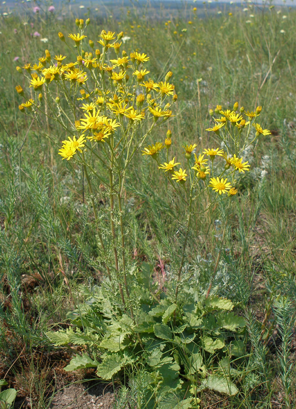 Image of Senecio jacobaea specimen.