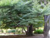 Fagus sylvatica разновидность laciniata. Нижняя часть старого дерева. Австрия, Вена, парк Ратхаус. 10.09.2012.