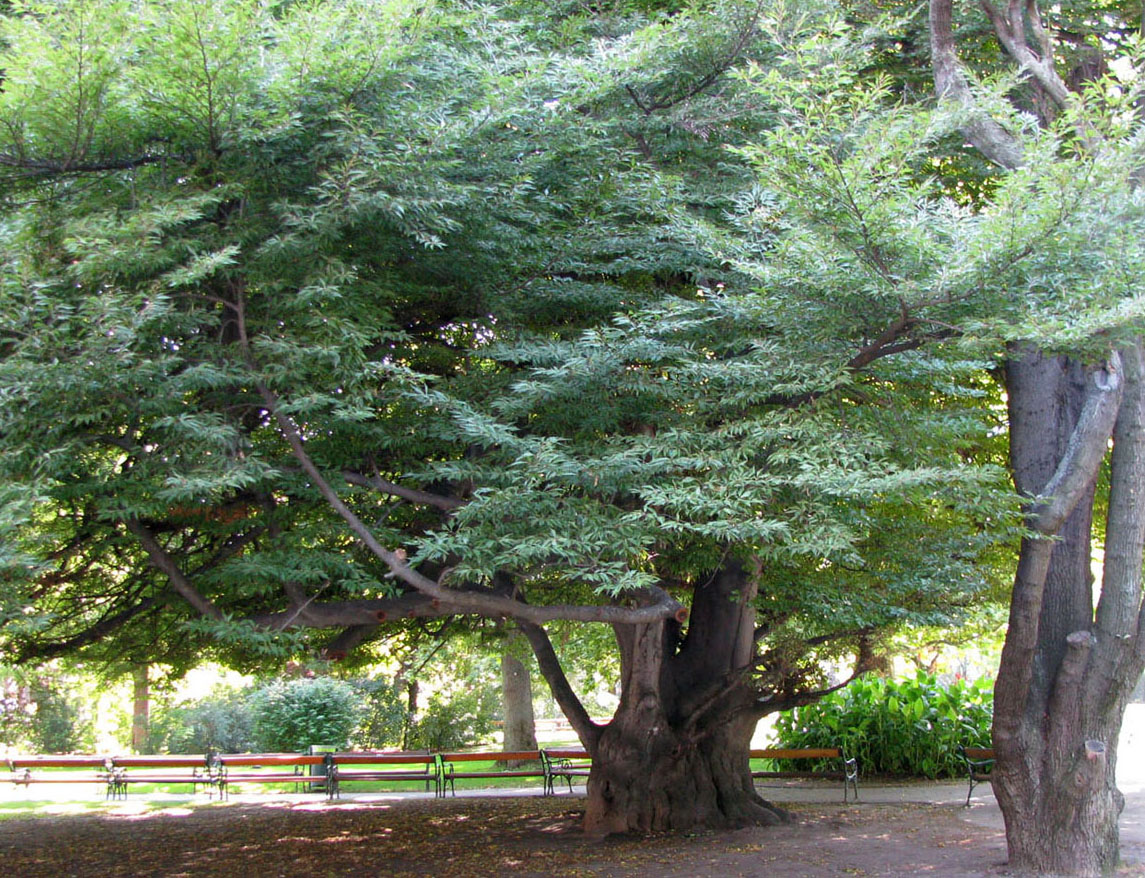 Изображение особи Fagus sylvatica var. laciniata.