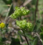 Valerianella brachystephana. Соплодия. Крым, Бахчисарайский р-н, Куйбышево. 19.05.2012.