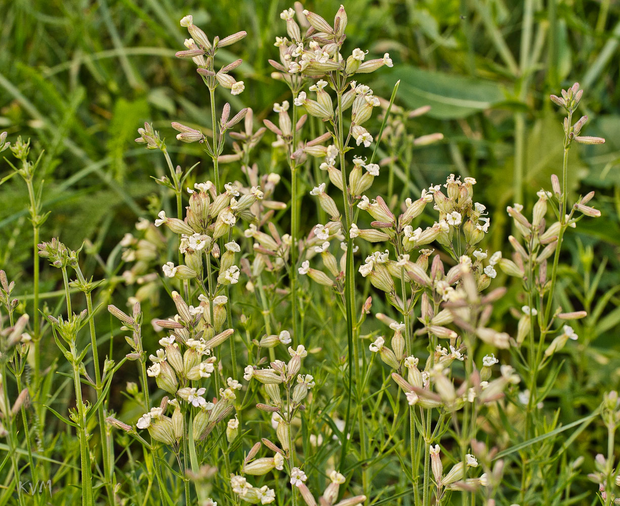 Изображение особи Silene amoena.