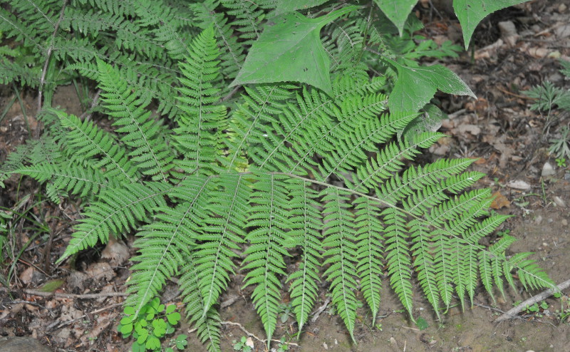 Image of Athyrium monomachii specimen.