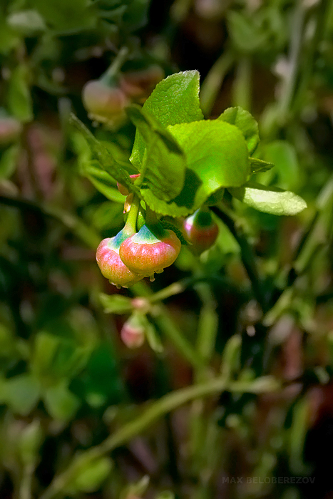 Изображение особи Vaccinium myrtillus.