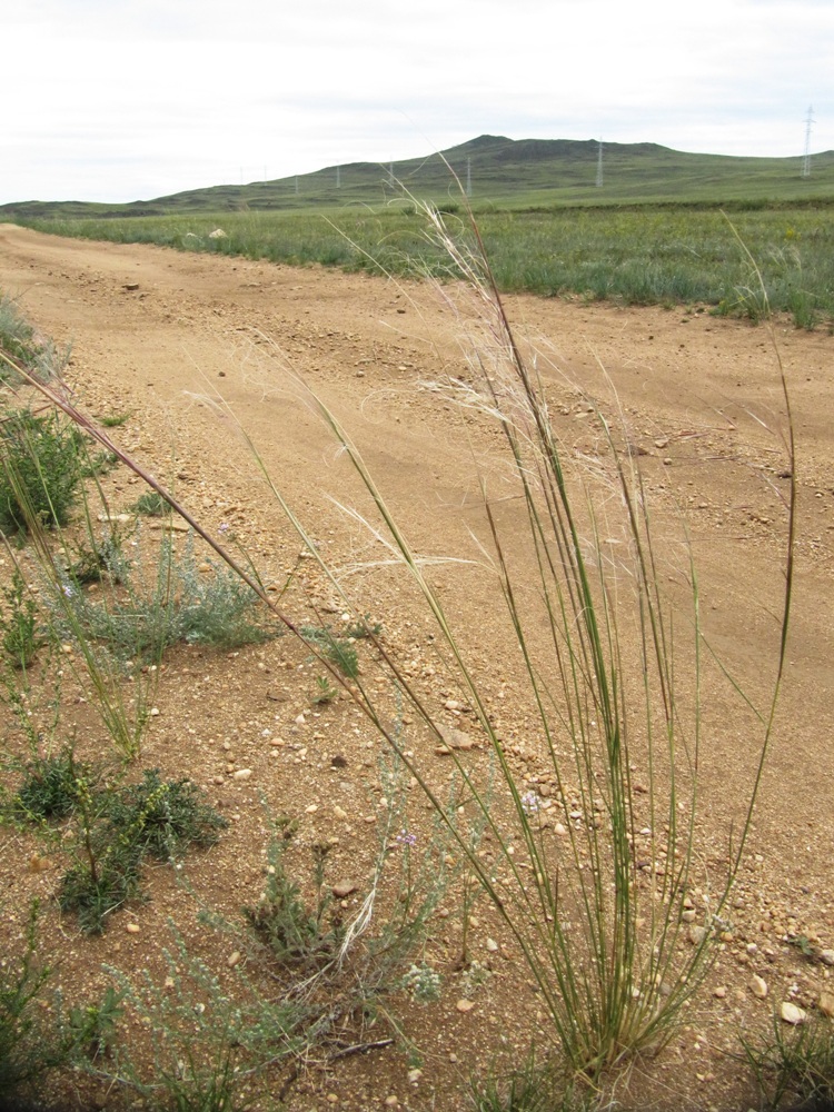 Image of Stipa krylovii specimen.