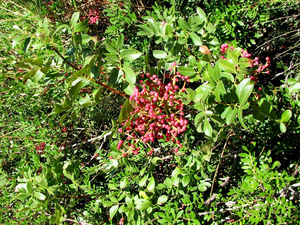 Image of genus Pistacia specimen.