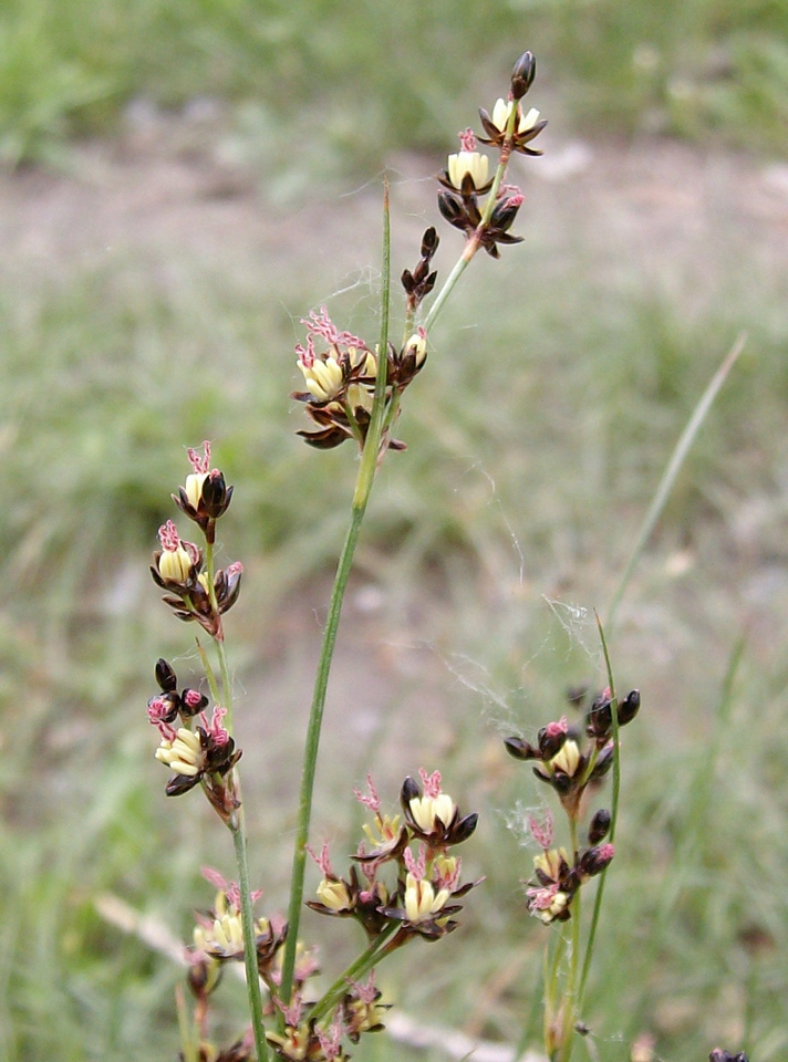 Image of Juncus gerardi specimen.