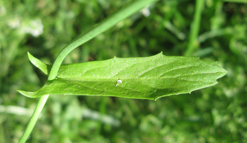 Image of Calepina irregularis specimen.