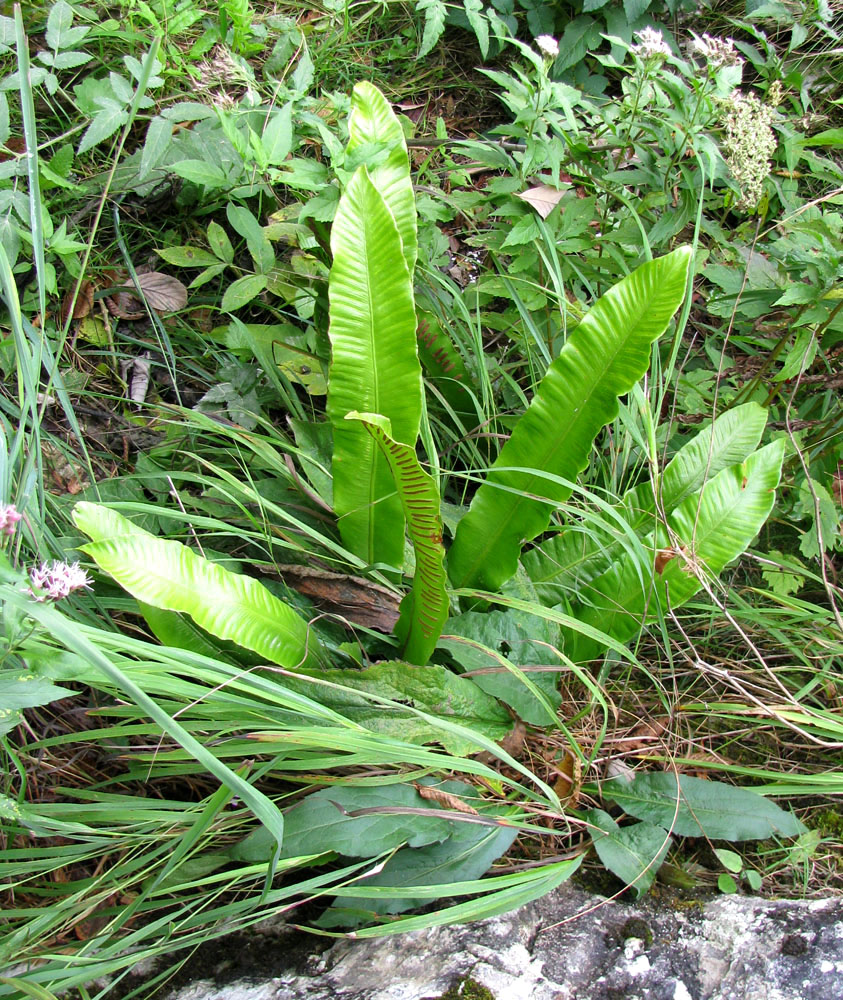 Изображение особи Phyllitis scolopendrium.