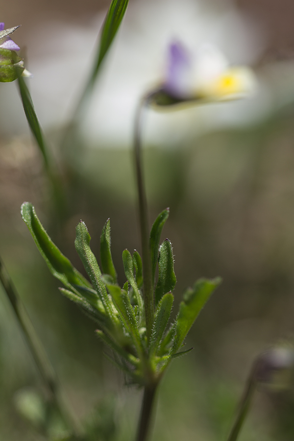 Image of genus Viola specimen.