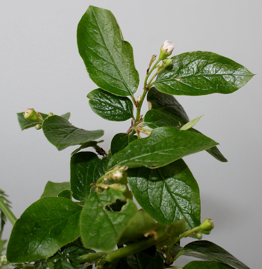 Image of genus Cotoneaster specimen.