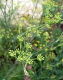 Foeniculum vulgare