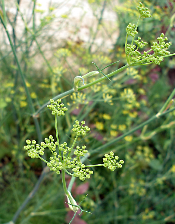 Image of Foeniculum vulgare specimen.