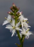 Menyanthes trifoliata. Соцветие. Архангельская обл., Соловки, о. Бол. Соловецкий, прибрежная зона небольшого озера. 04.06.2013.