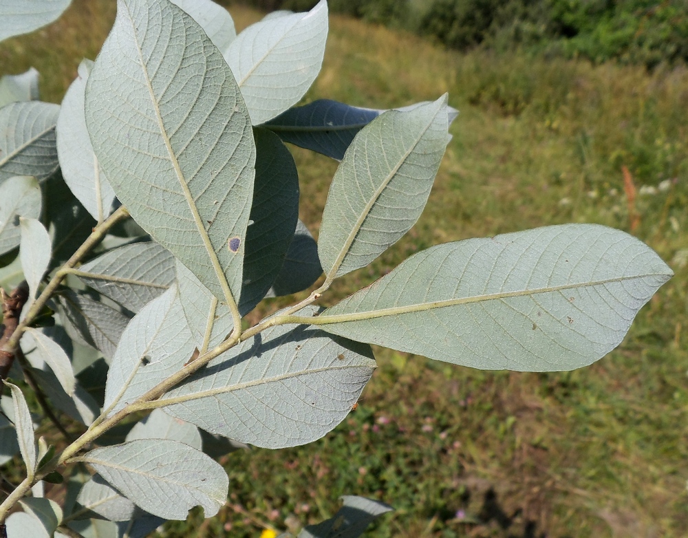 Изображение особи Salix cinerea.