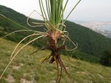 genus Asphodeline. Основание выкопанного растения с луковицей и корневой системой. Краснодарский край, окр. г. Геленджик, прибрежная гора, каменистый склон. 07.08.2013.