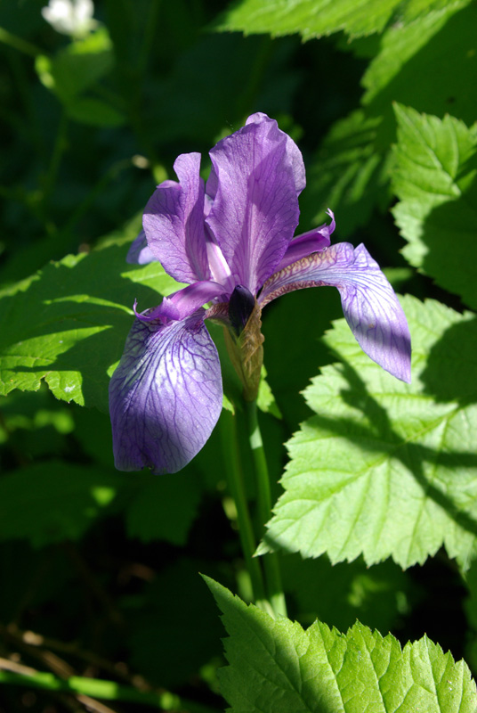 Изображение особи Iris sibirica.