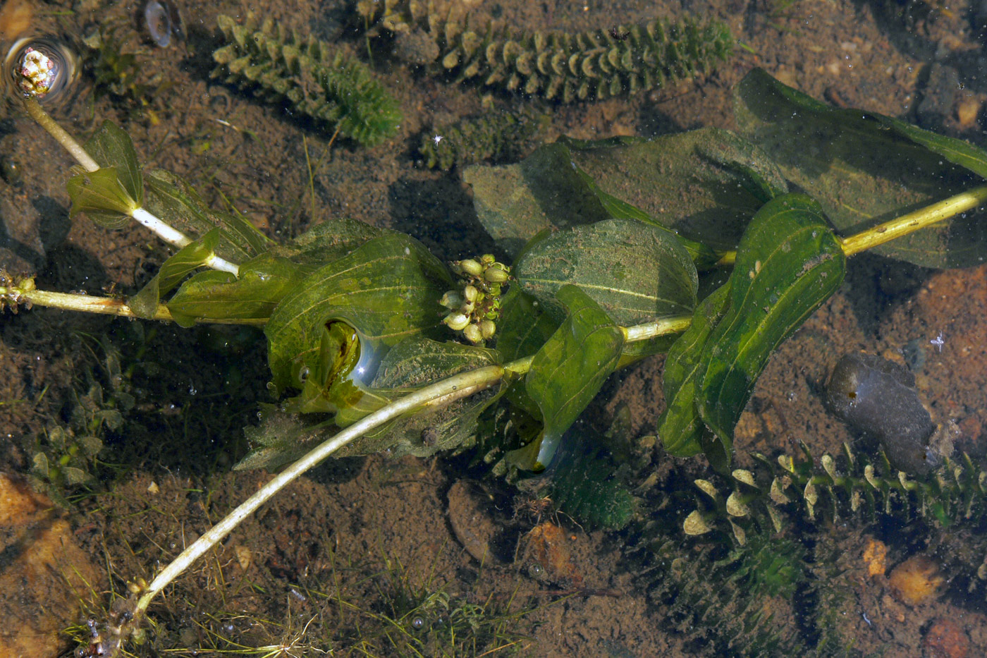 Image of Potamogeton perfoliatus specimen.