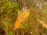 Salix pentandra. Лист. Чувашия, окр. г. Шумерля, пойма р. Паланка, садовое товарищество. 15 октября 2013 г.